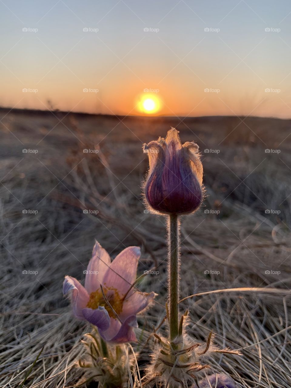 Saskatchewan crocus 