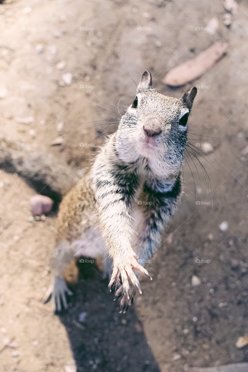 Nature, Wildlife, Mammal, Animal, Outdoors