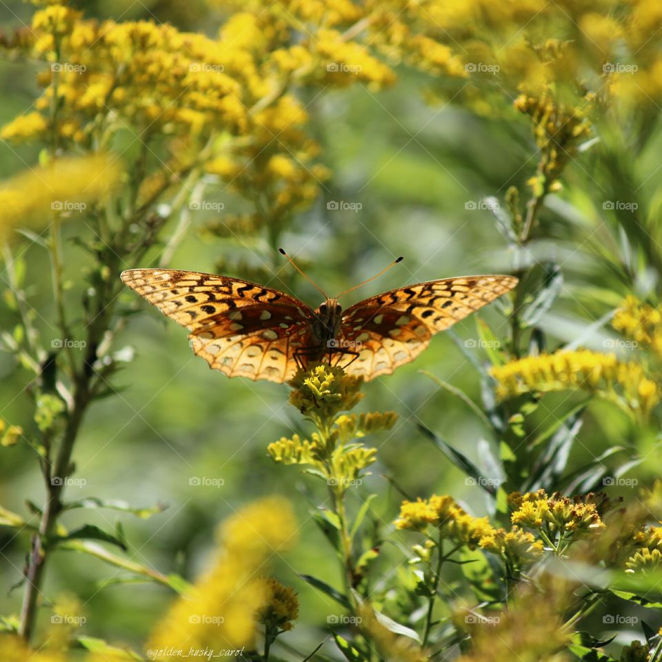great spangled frittalery #butterfly enjoying the golden rod wildflower blooms