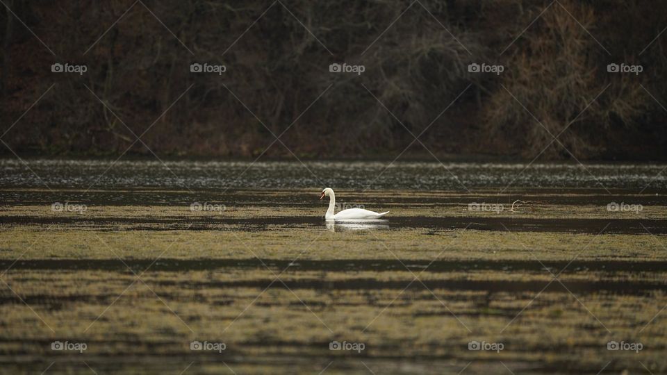 White swan