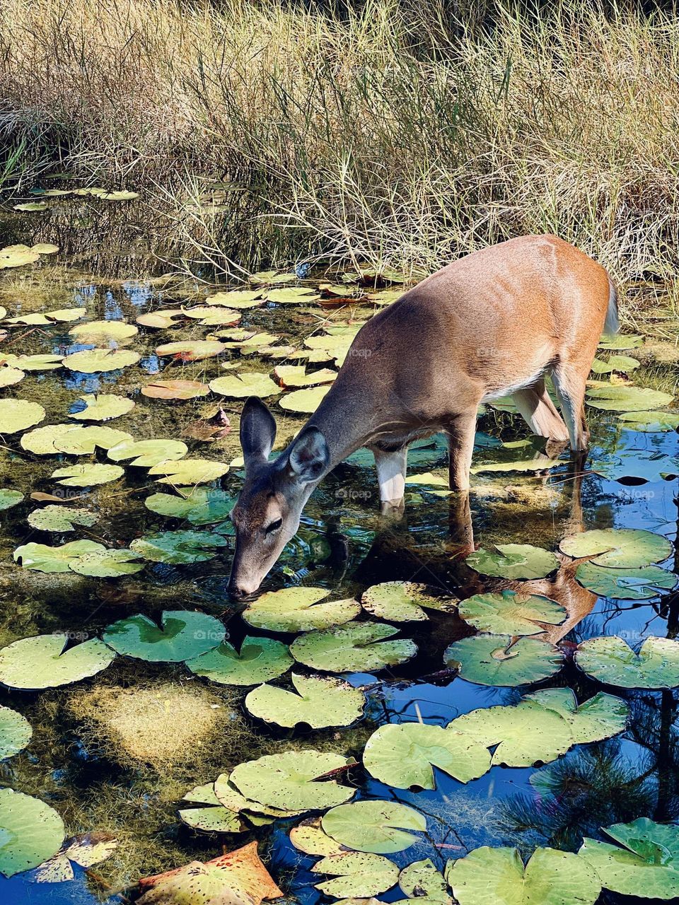 Young female deer leaning down to drink from a pond. She’s standing in the water amid lily pads, in dappled sunlight and shade. Beauty in wildlife, close up.