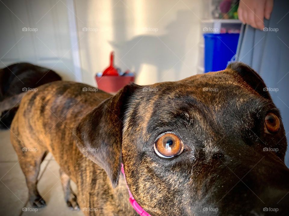 Cute Dog With Her Shadow On The Wall From The French Door Sunset Light Looking At Us With Cute Eyes.