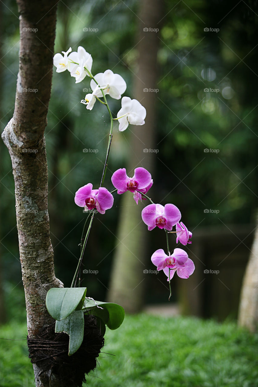 Dendrobium white and purple wild orchid