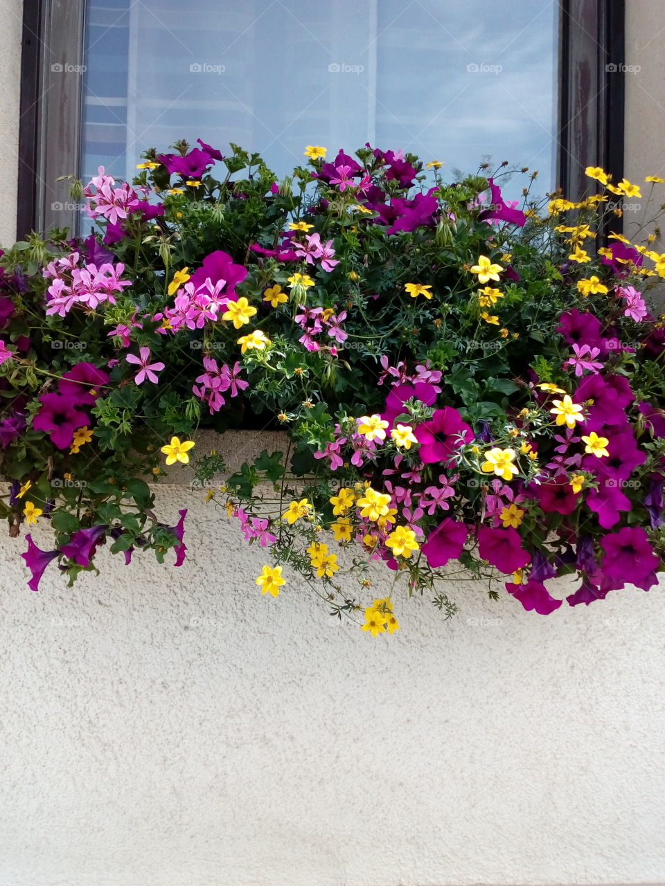 beautiful flowers in summer