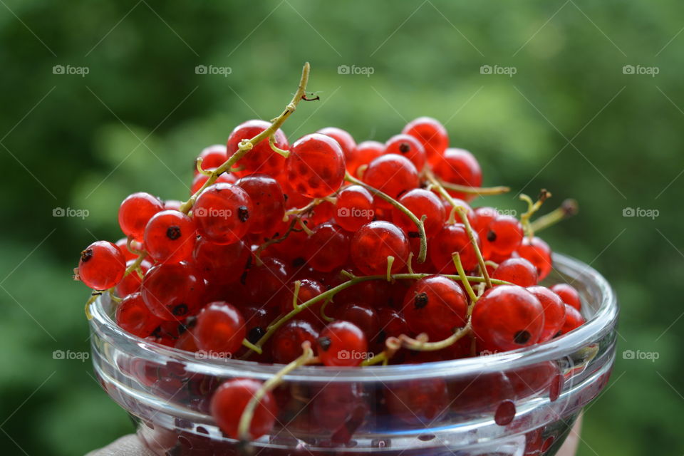 red berries summer food on a plate green background