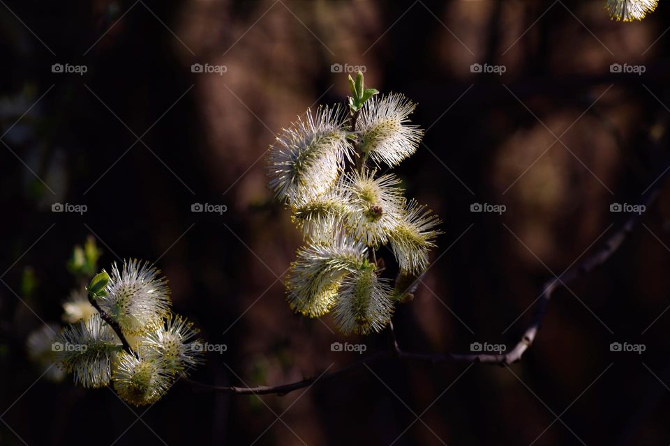 low key white willow catkins on branch in springtime macro close up picture