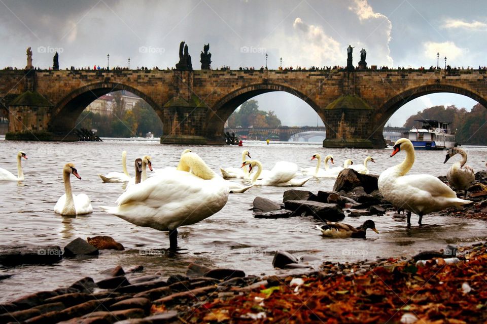 Prague bridge
