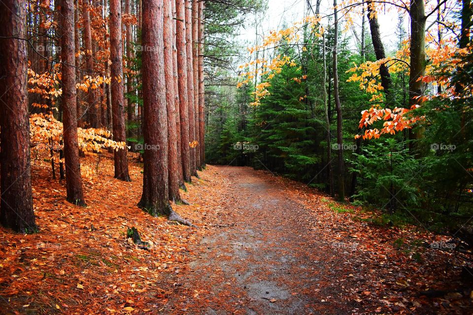 A path through a beautiful forest