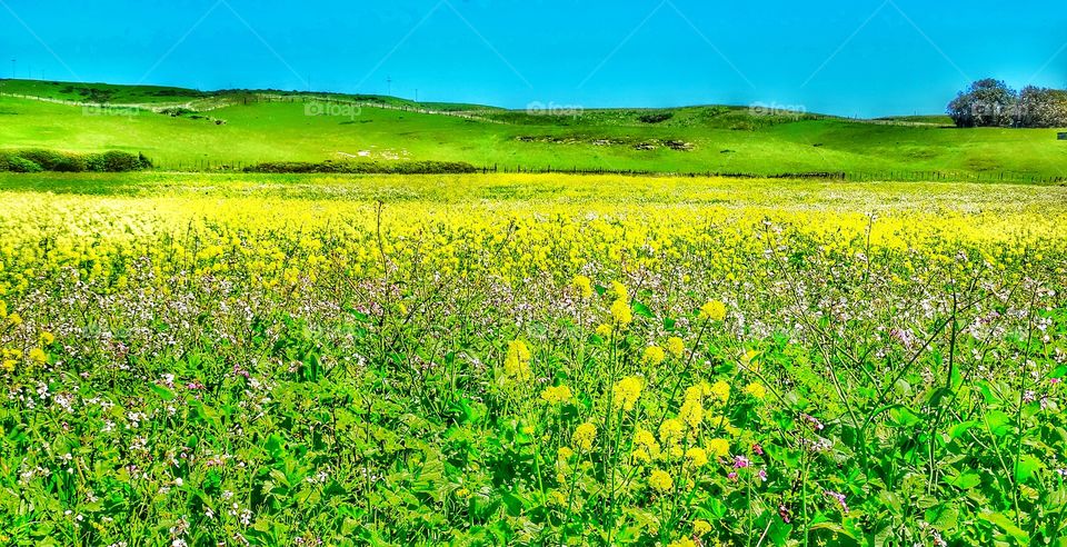 Yellow California Wildflowers