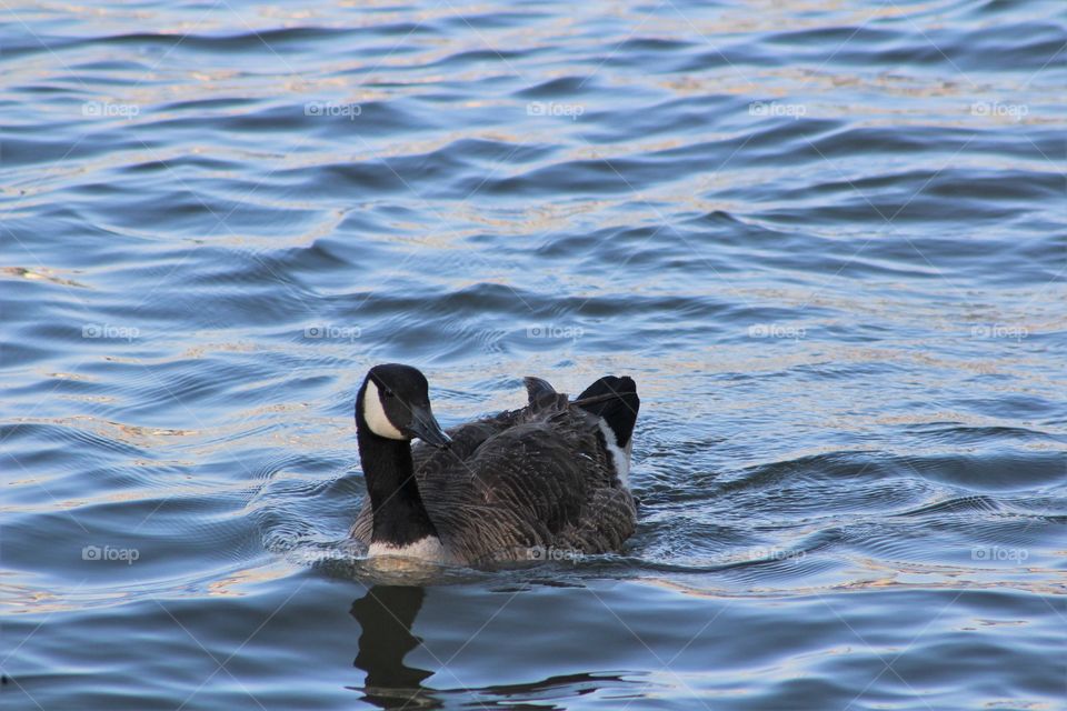 Canada goose floating on Hudson River on May evening 