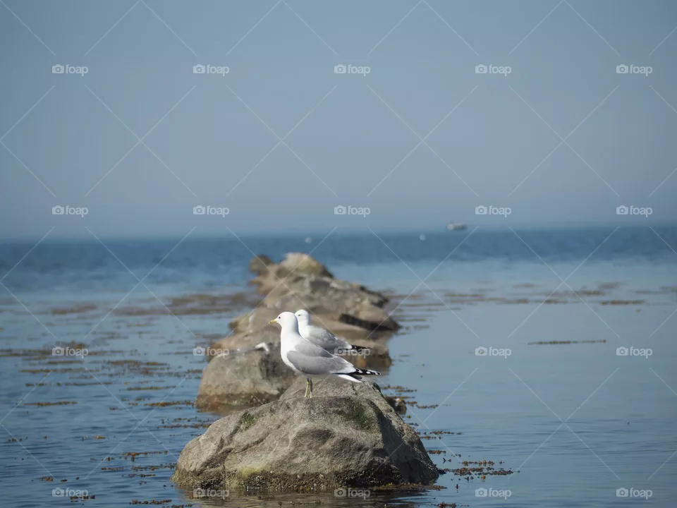 Seagulls