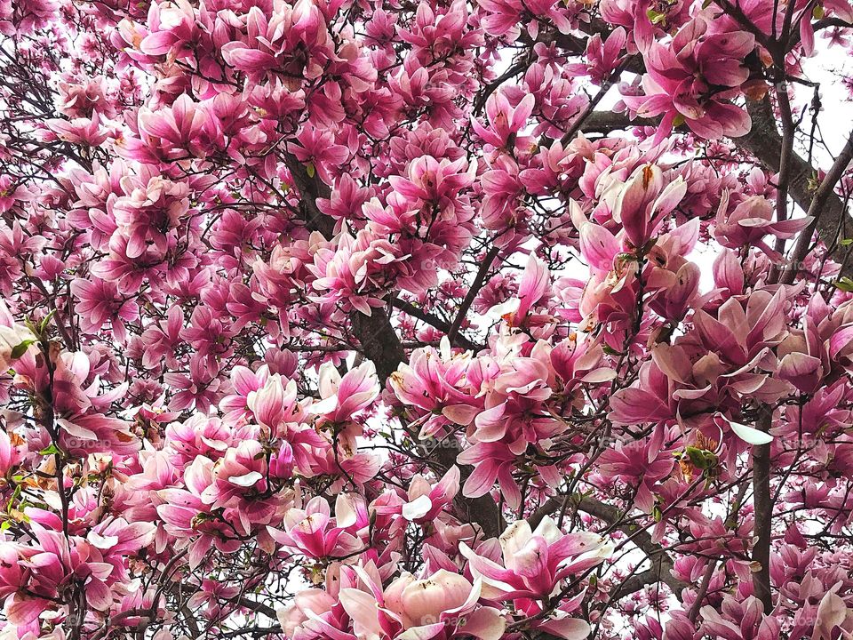 Magnolia in full bloom...