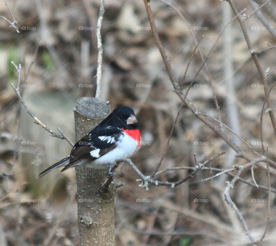 Rose Breasted Grosbeak