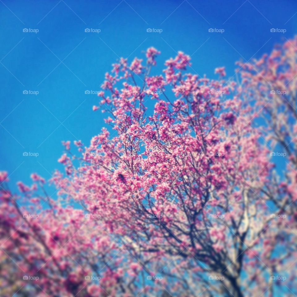 Pink Tree