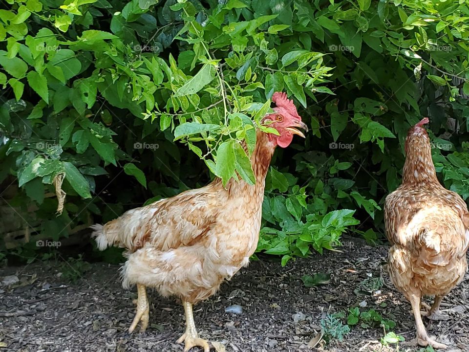 Backyard chickens fertilize the soil, eat insects & reduce environmental cost associated with purchasing store bought eggs. It also reduces the environmental cost associated with buying store bought fertilizer for your backyard plants.