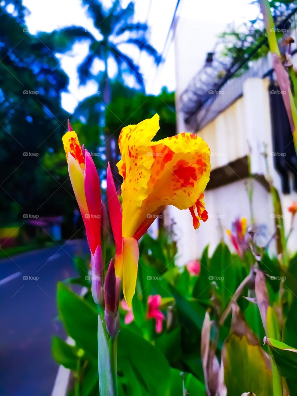 Yellow Canna lily flowers are blooming on the streets of Jakarta.  Photo taken on Friday 10 December 2021 in Jakarta, Indonesia.