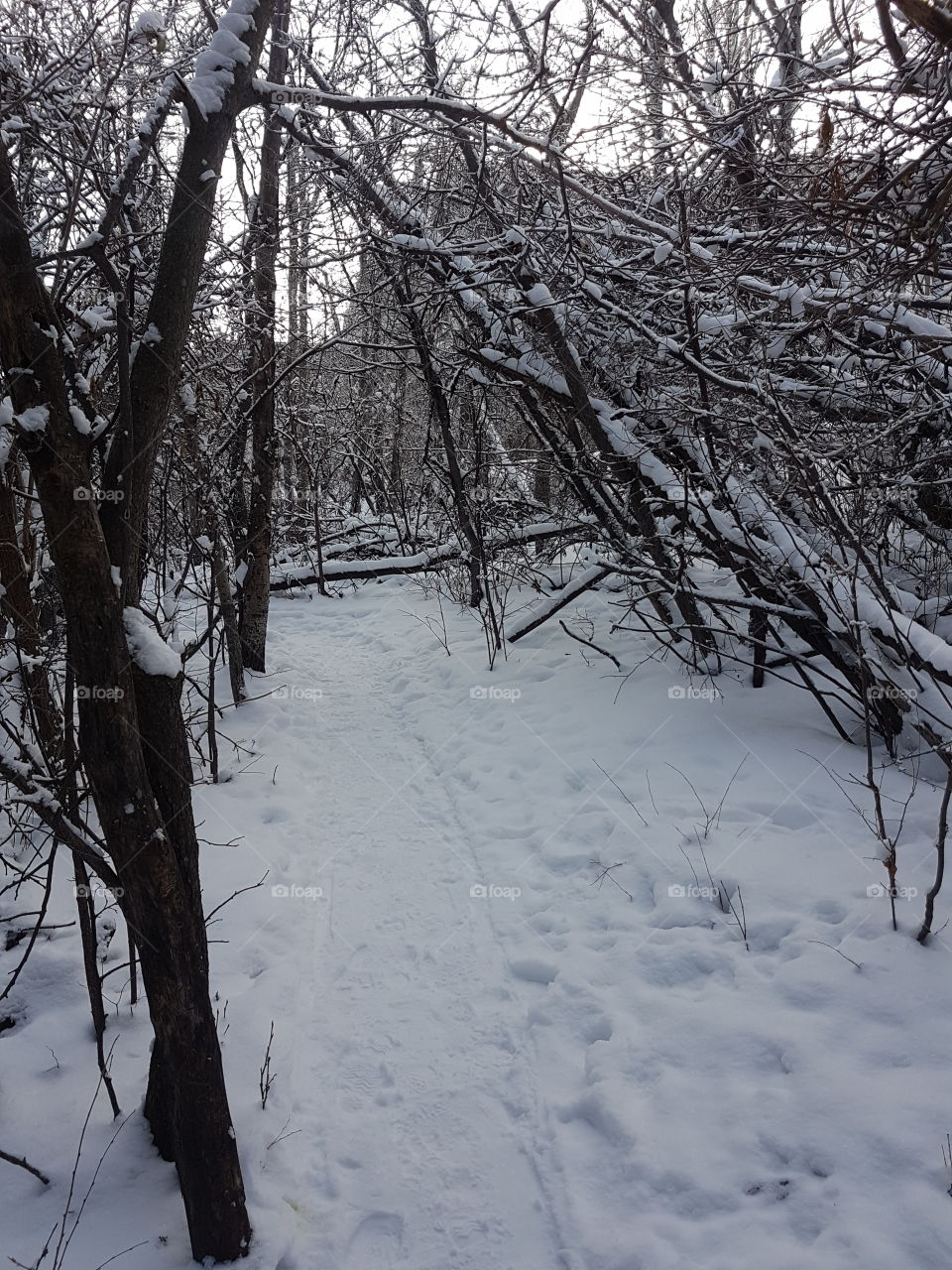 winter hiking through the forest