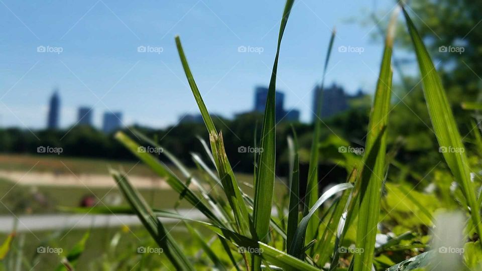Grass, Field, Flora, Nature, Growth