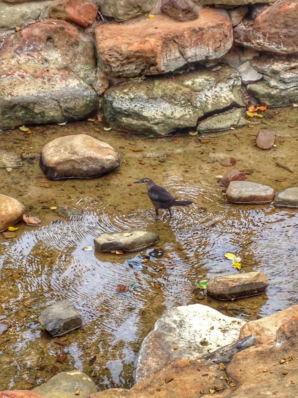 Bath time!. Bird bathing in small landscaped stream