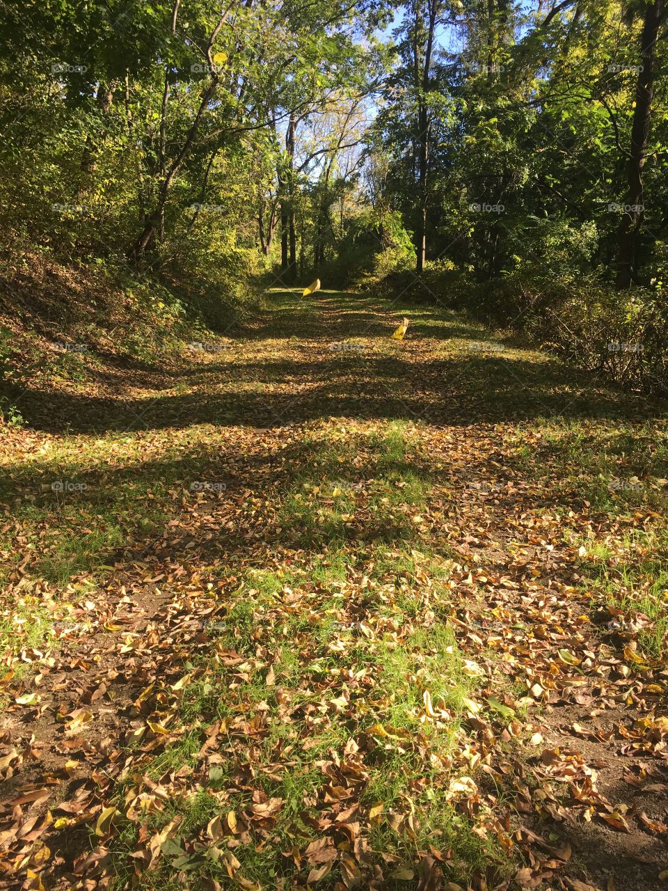 Falling on the trail