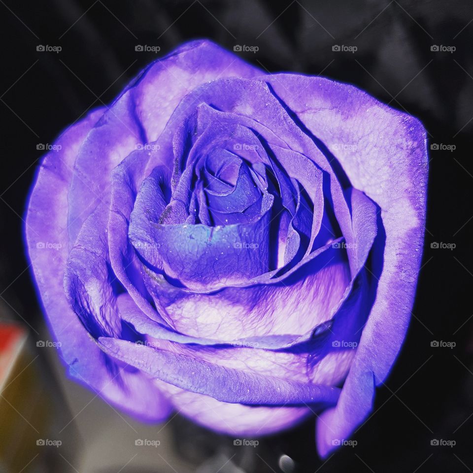 Purple Rose