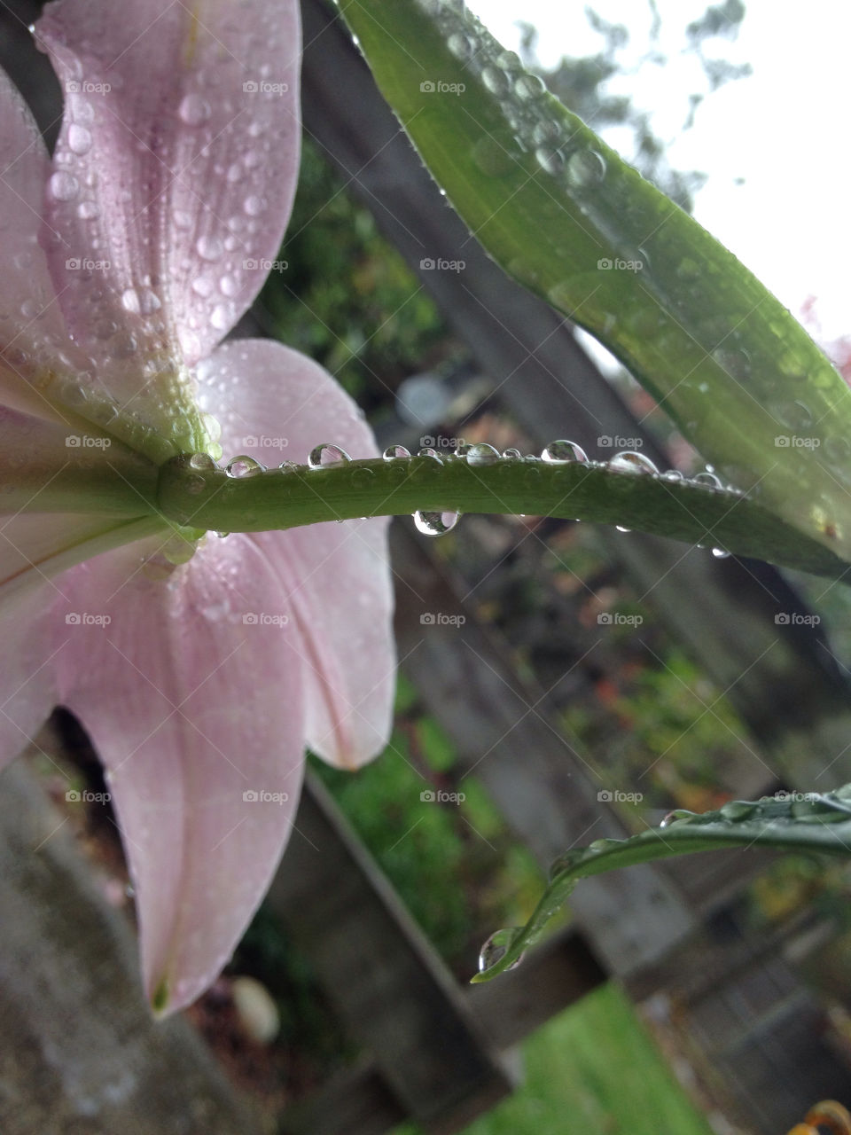 water droplets pink lilly by jmh