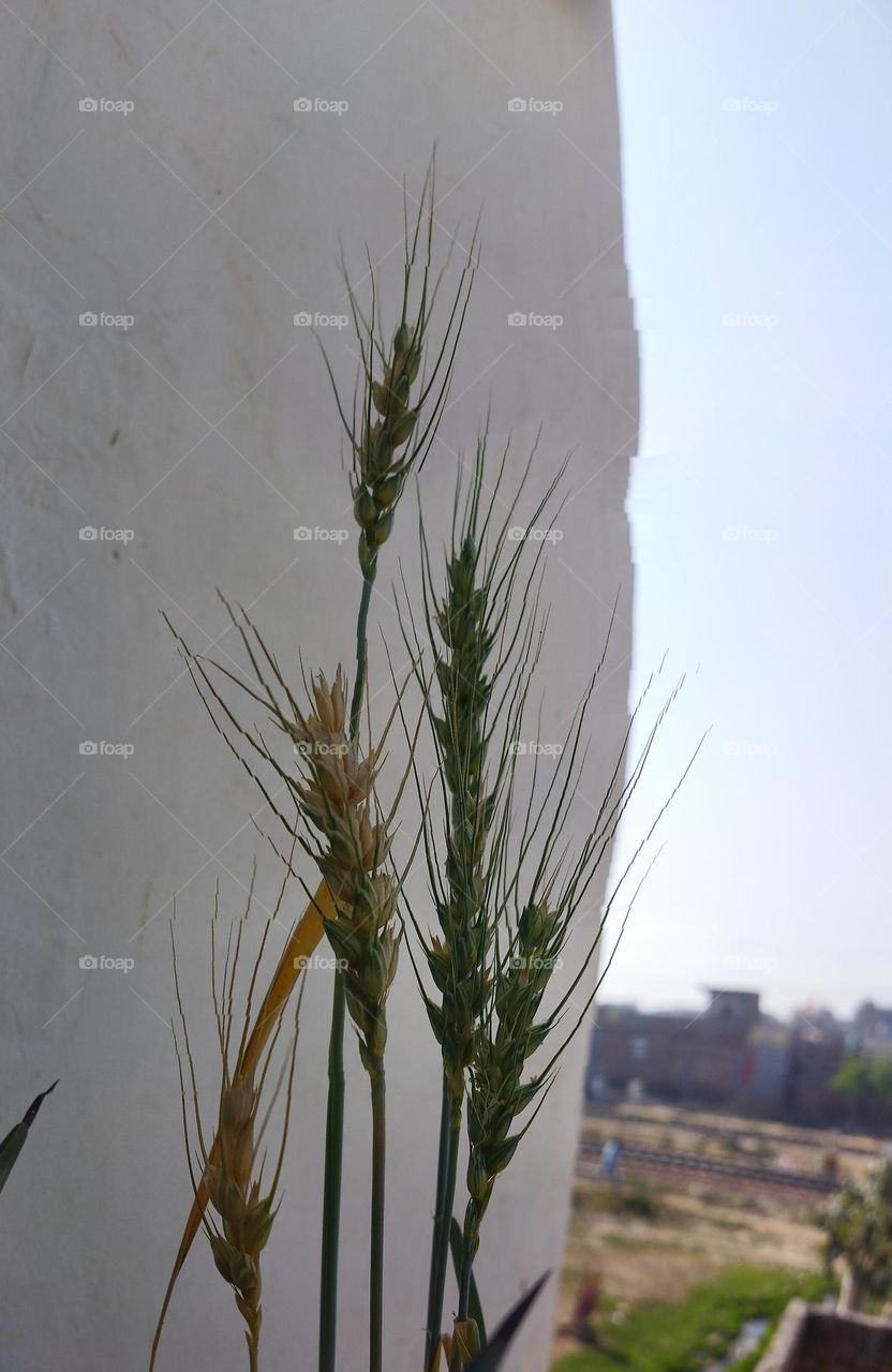 wheat in pot