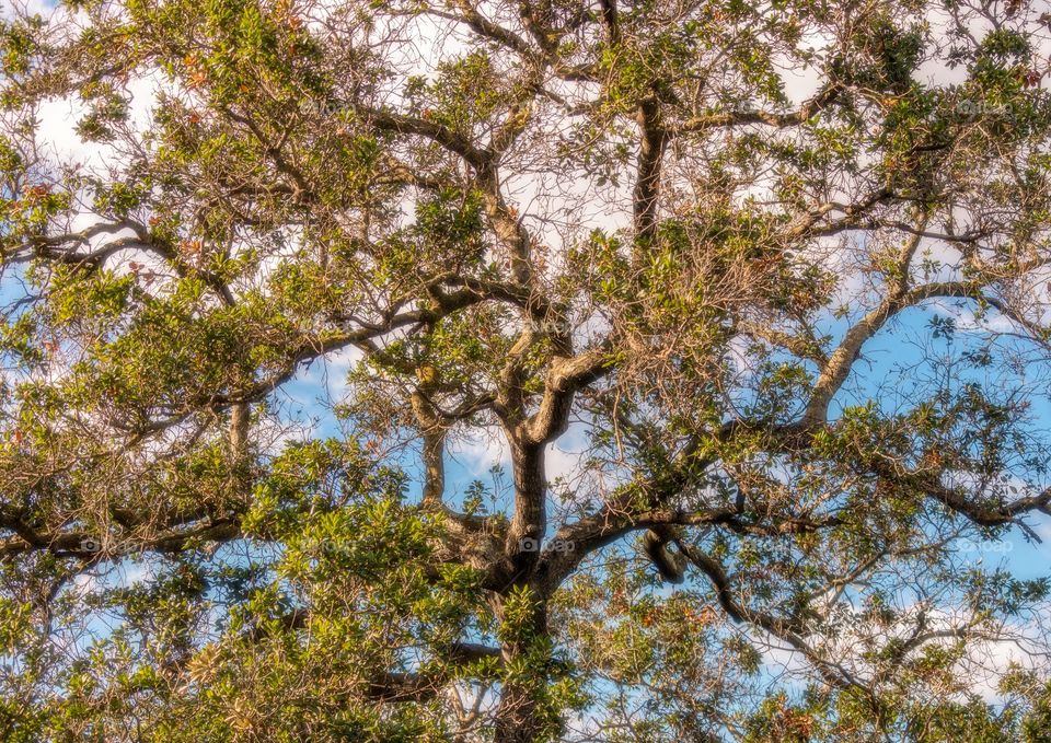 Big branches reaching out in all directions.
