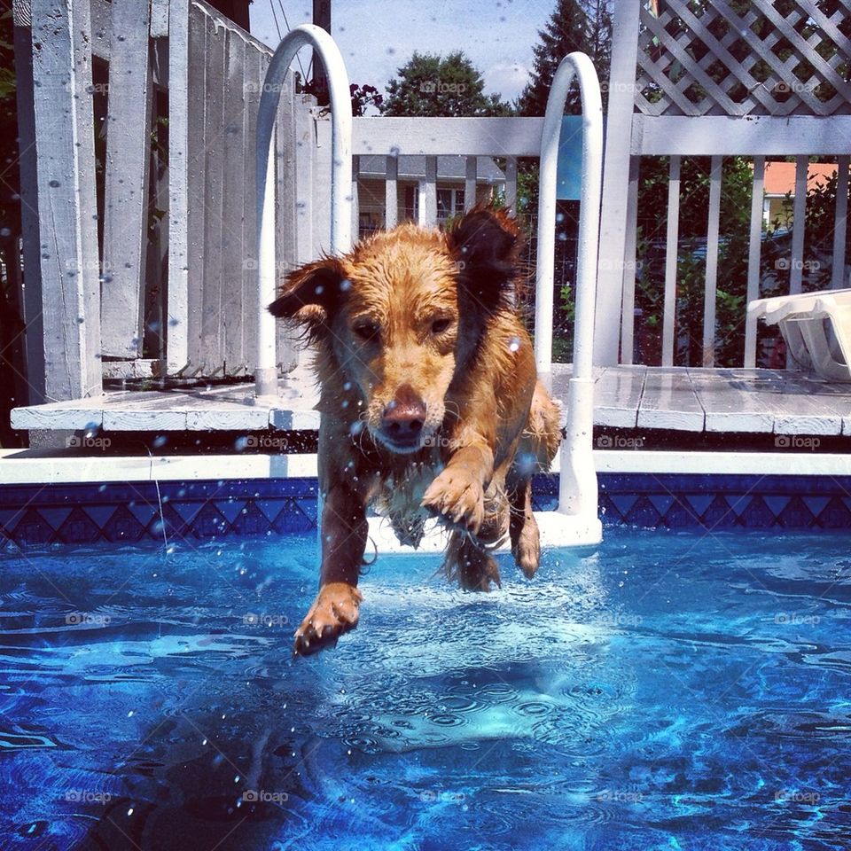 summer dog pet pool by jtina823