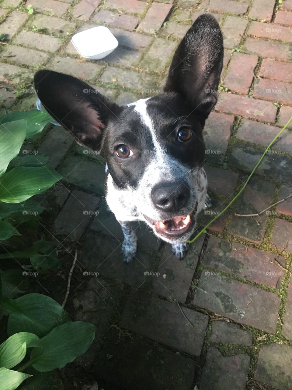 Small dog with big brown eyes and big black ears standing straight up looking eagerly at the camera, sitting on a brick patio with green leaves to the left side.