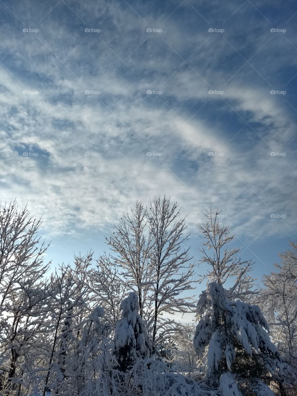 winter sky and trees