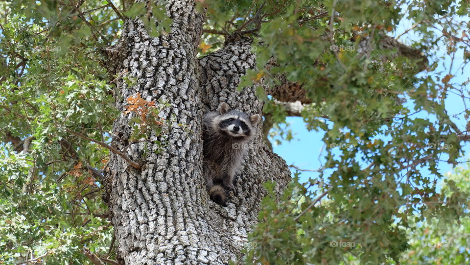 Raccoon keeping an eye from an oak tree.