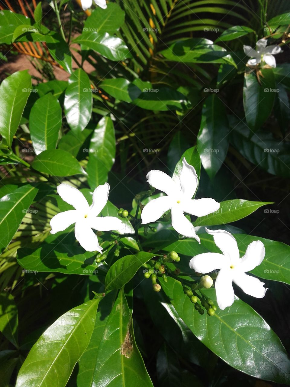 Morning Blossom Jasmine