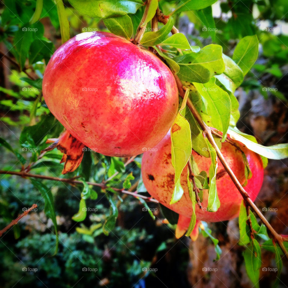 plant fruit pomegranate shrub by sveneva