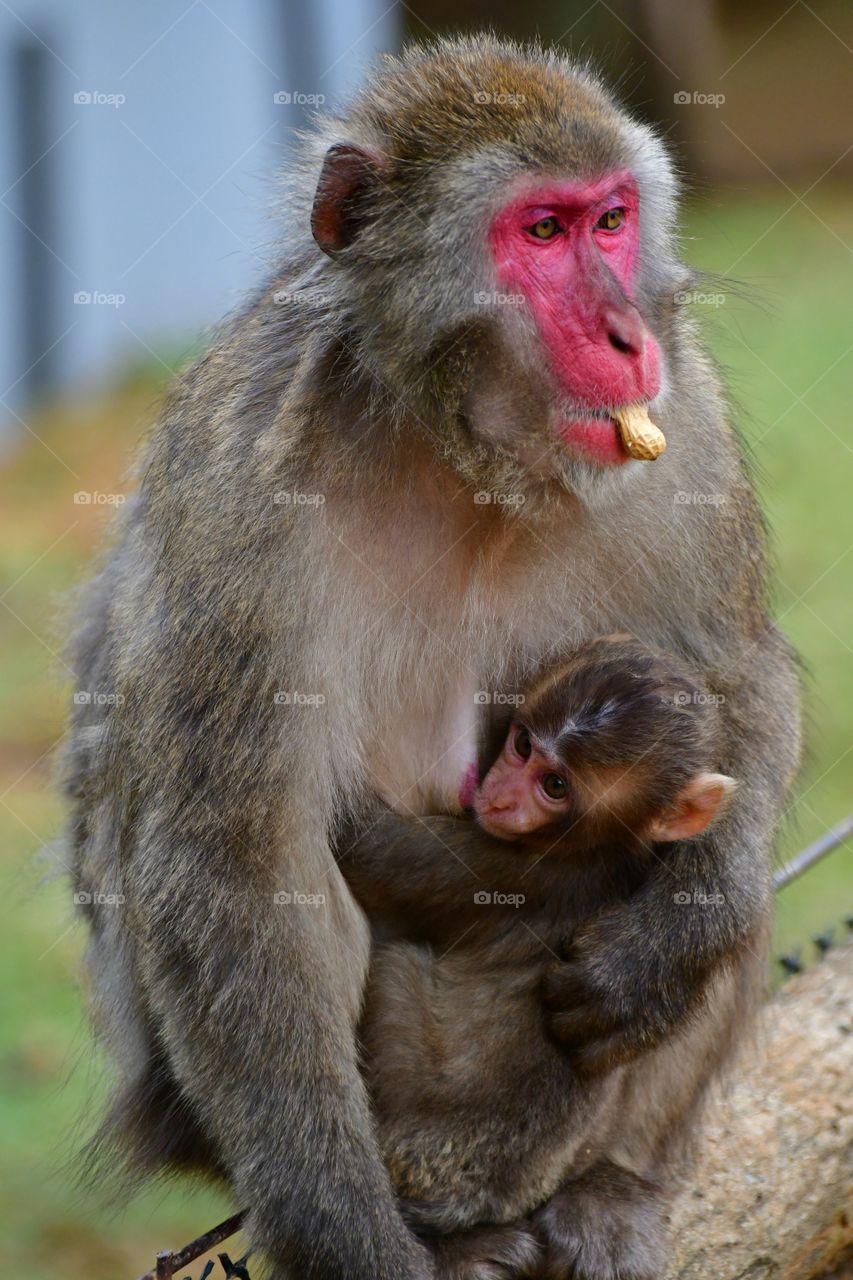 Macaque family