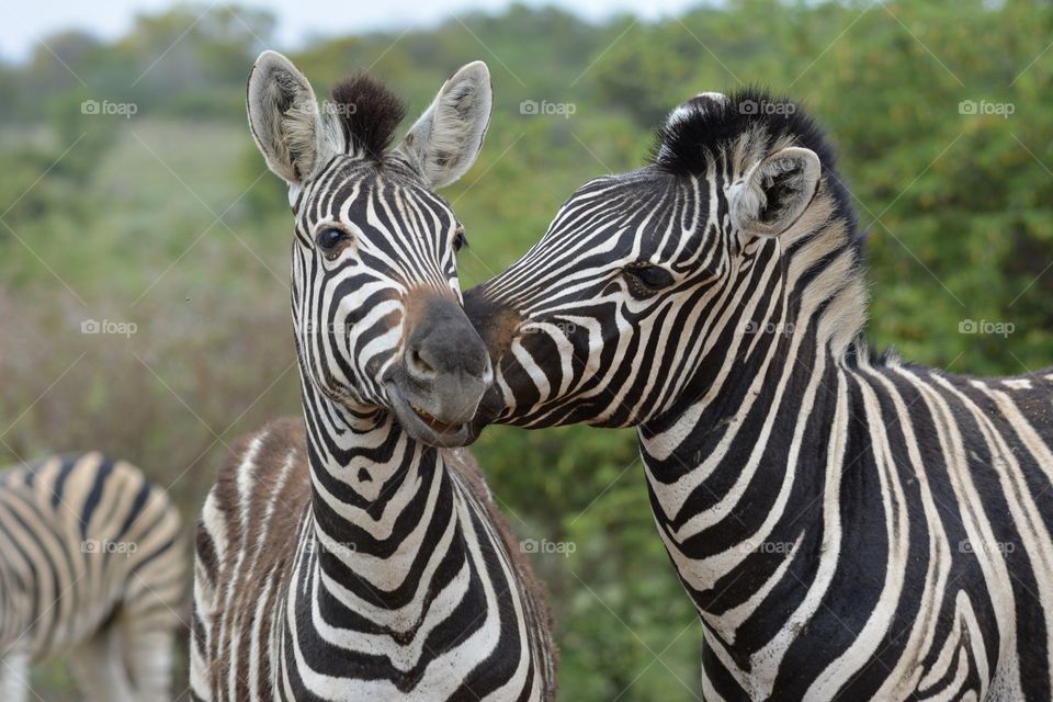 Love in the wild, with two black and white zebra’s up close, whilst one is kissing the other 