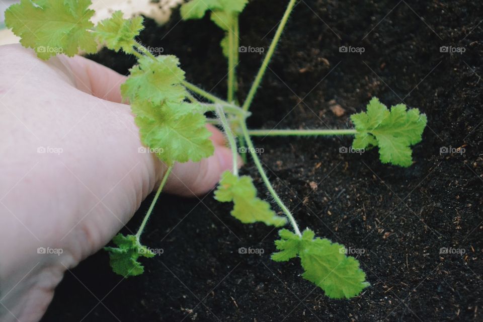 Gardening