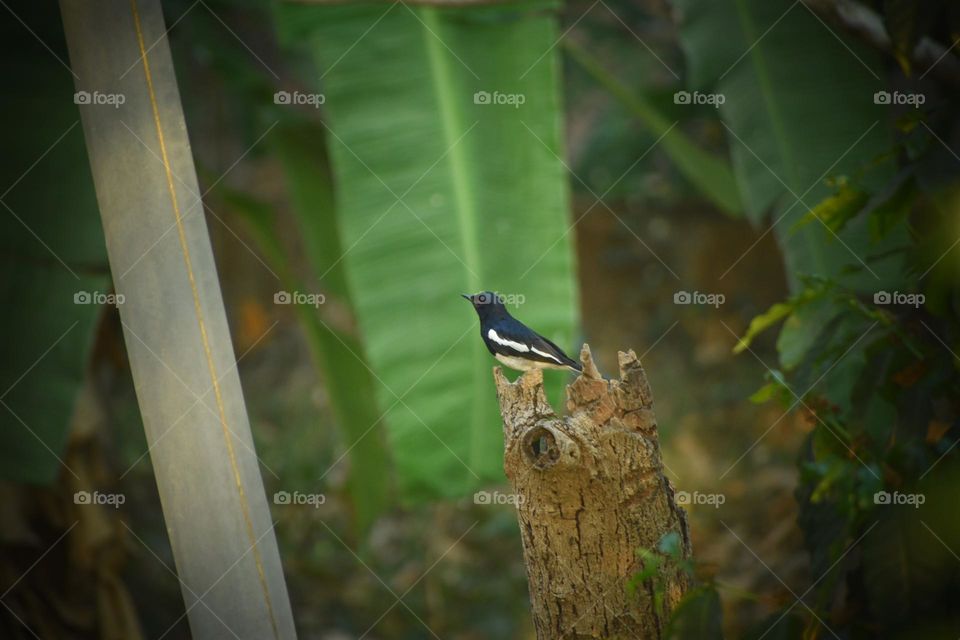 Bird planning to set up a nest for the season