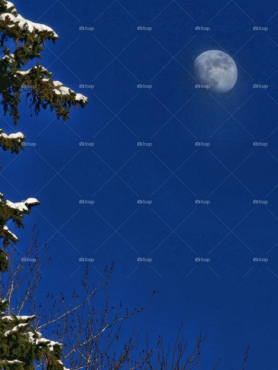 Moon with snow-covered trees in the foreground.