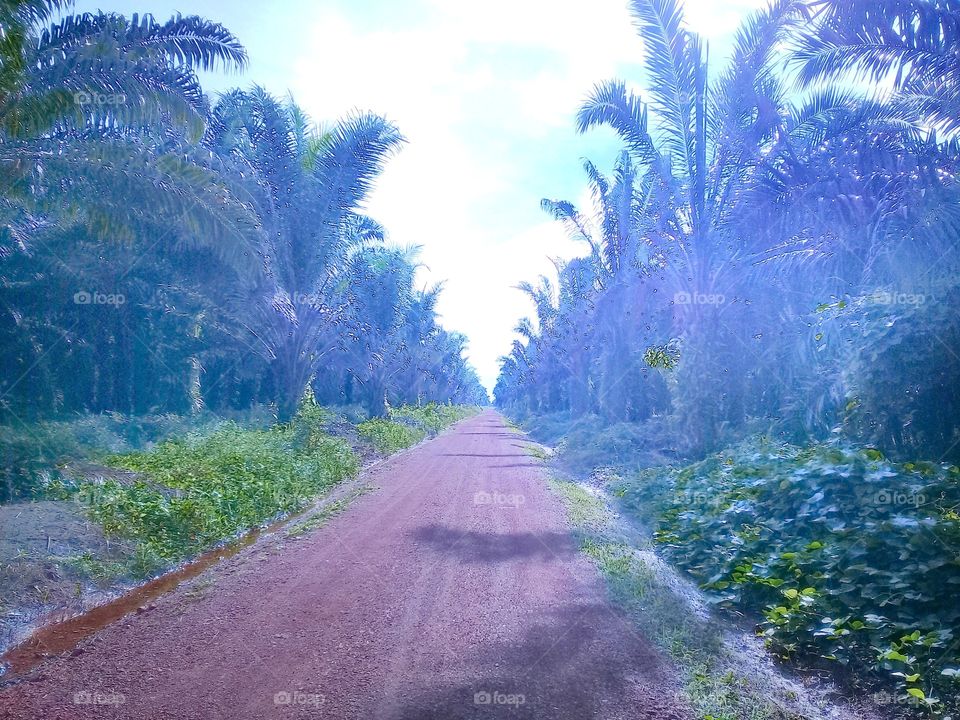 oil palm plantations that grow well on mineral soil