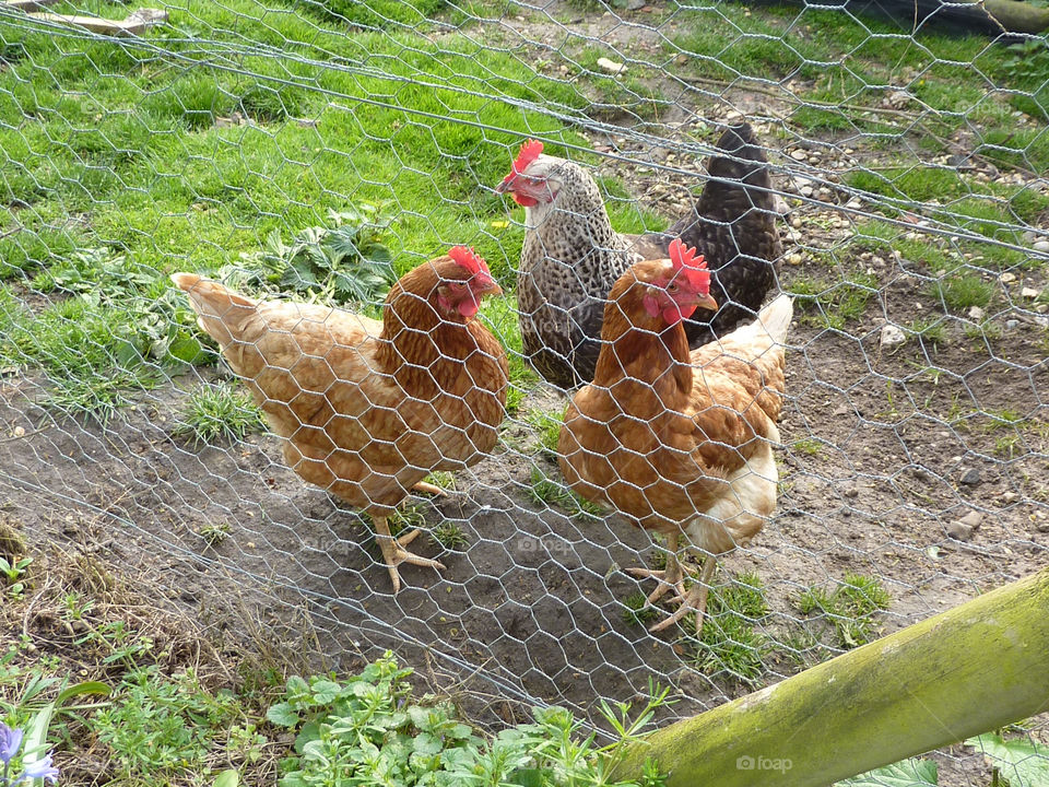 animals farm chicken chickens by lizajones