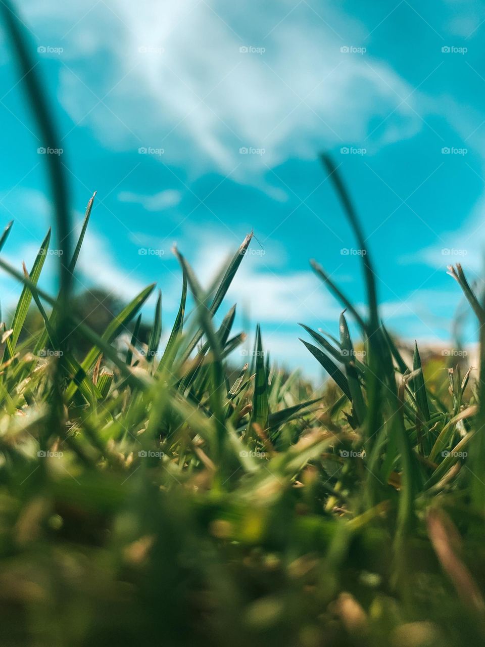 Grass under sky 