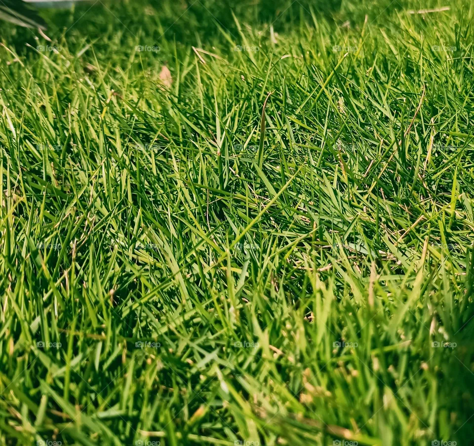 green grass