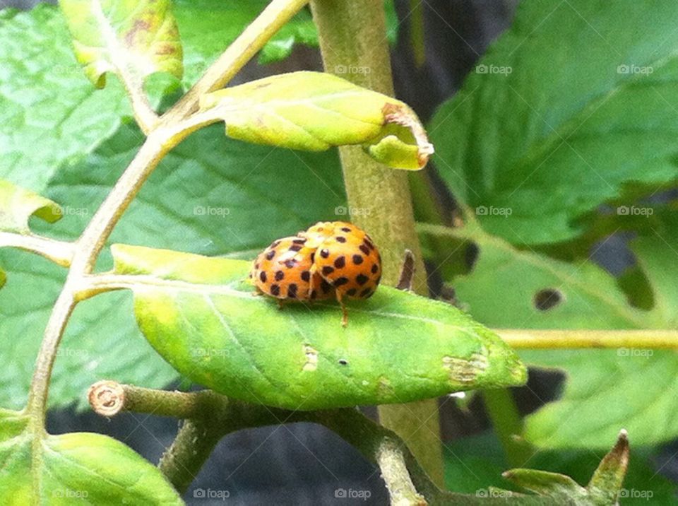 Lady Beetles