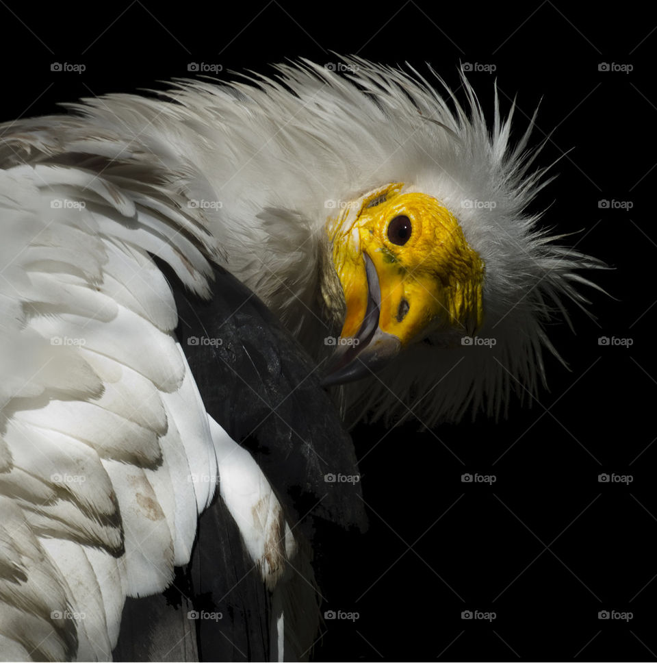 Egyptian Vulture (Neophron percnopterus)