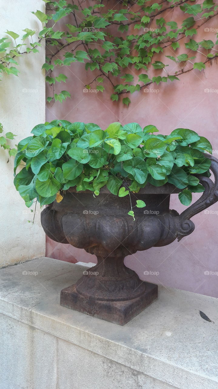 Leaf, Flora, Garden, Pot, Nature