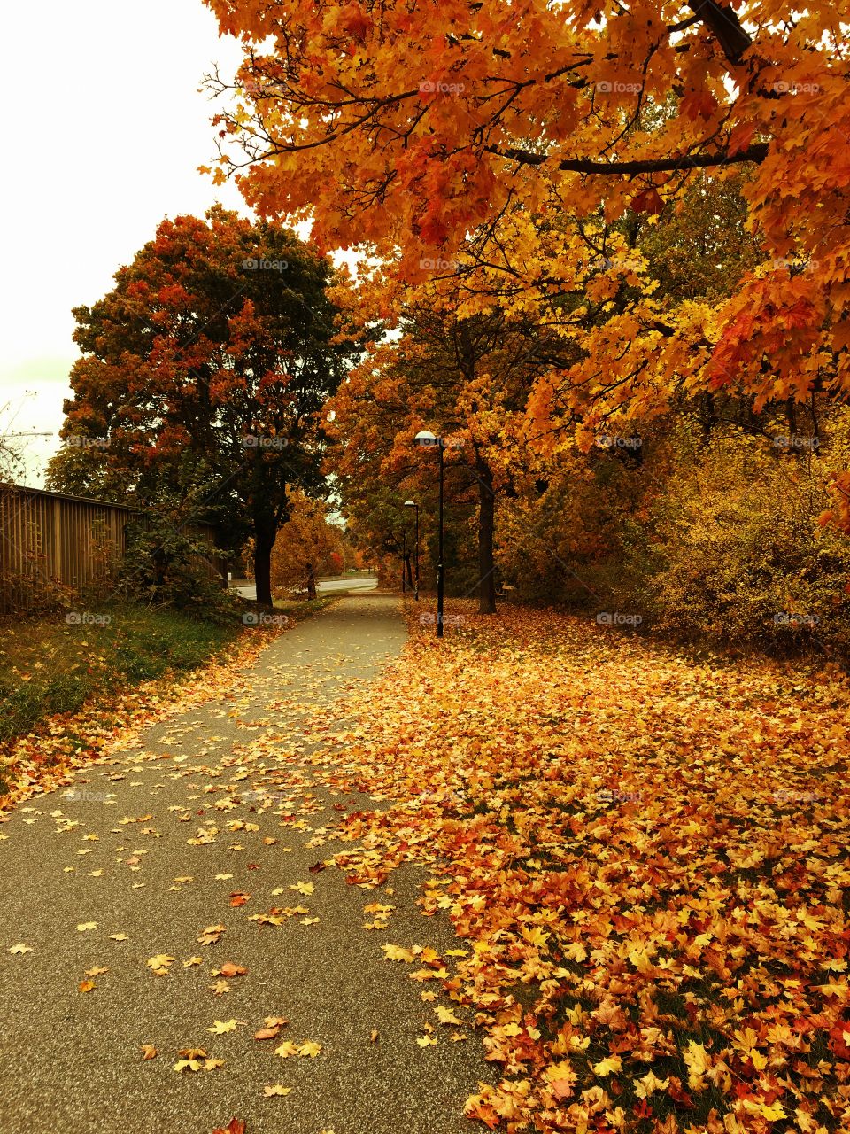 Colored autumn tree
