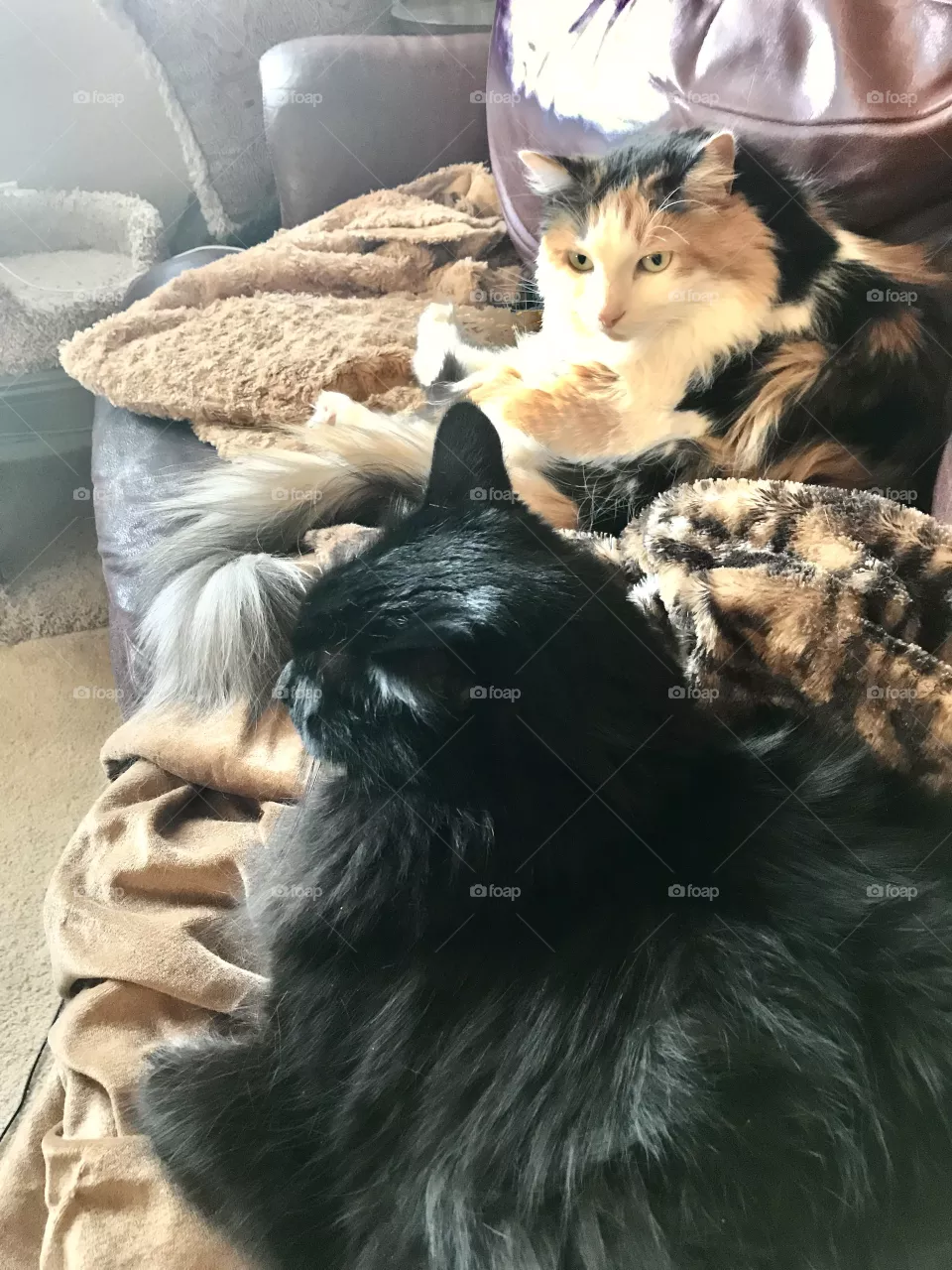 Blanket sharing 