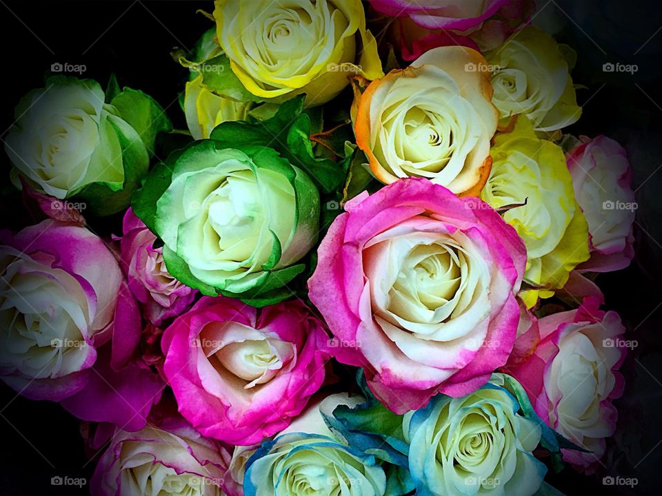 Rainbow colored roses.