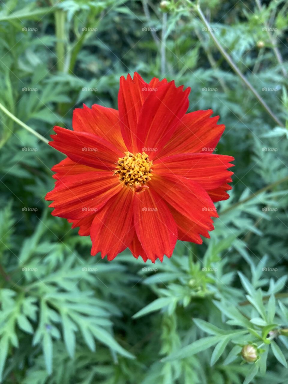 🌹 🇺🇸 Very beautiful flowers to brighten our day.  Live nature and its beauty. Did you like the delicate petals? / 🇧🇷 Flores muito bonitas para alegrar nosso dia. Viva a natureza e sua beleza. Gostaram das pétalas delicadas? 